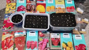 Сеем сладкие перцы на рассаду Сезон 2026! Снег в теплицу для супер урожая.