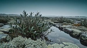 Музпроект 183.