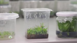 Какие технологии выращивания орхидей применяют в лабораториях | «Чудо техники»