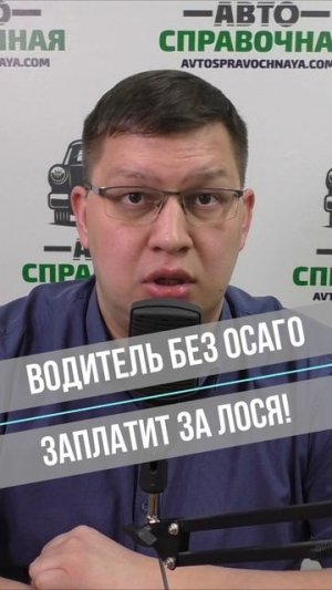 Водитель без ОСАГО заплатит 80 000 руб за лося!