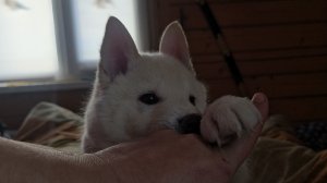 Доброе утро Забар