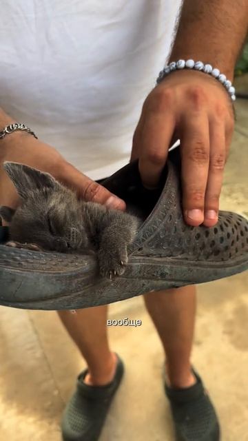 Котя в тапке