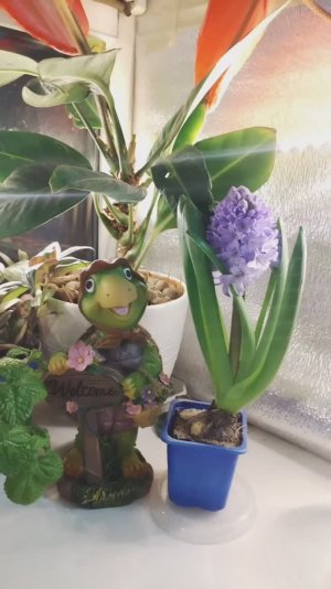 С 8 марта! 🌹Обзор рассады цветов! #8марта, #обзорцветов, #обзоррассады, #цветынаподоконнике