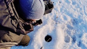 Лещ р.Свирь