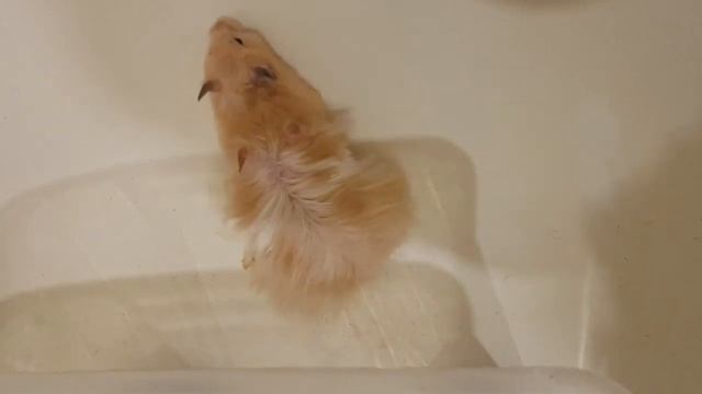 Каиш чпокает Пусю