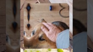 1000050891.mp4 (Собака наблюдает за устройством лестницы на 2-ой этаж в доме А-фрейм)