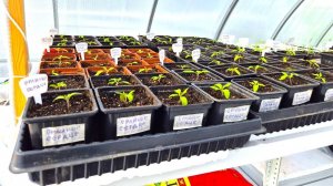 Как я пикирую томаты