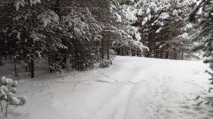 Ежедневный моцион с собачкой.