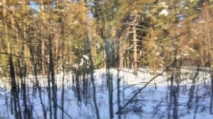 Зимний лес из окна электрички