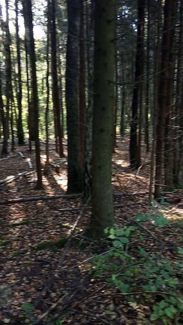 Лес елки в ряд посадки старые