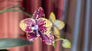 08-03-2026.Фиалки..Гиппеаструмы.Орхидеи...рассада перца.