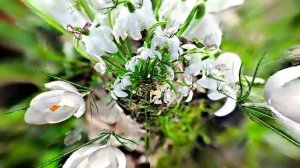 С 8 Марта 2! Музыкальная открытка от Киностудии Мудрого Кота Тимофея!