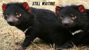 Sum 41 - Still Waiting