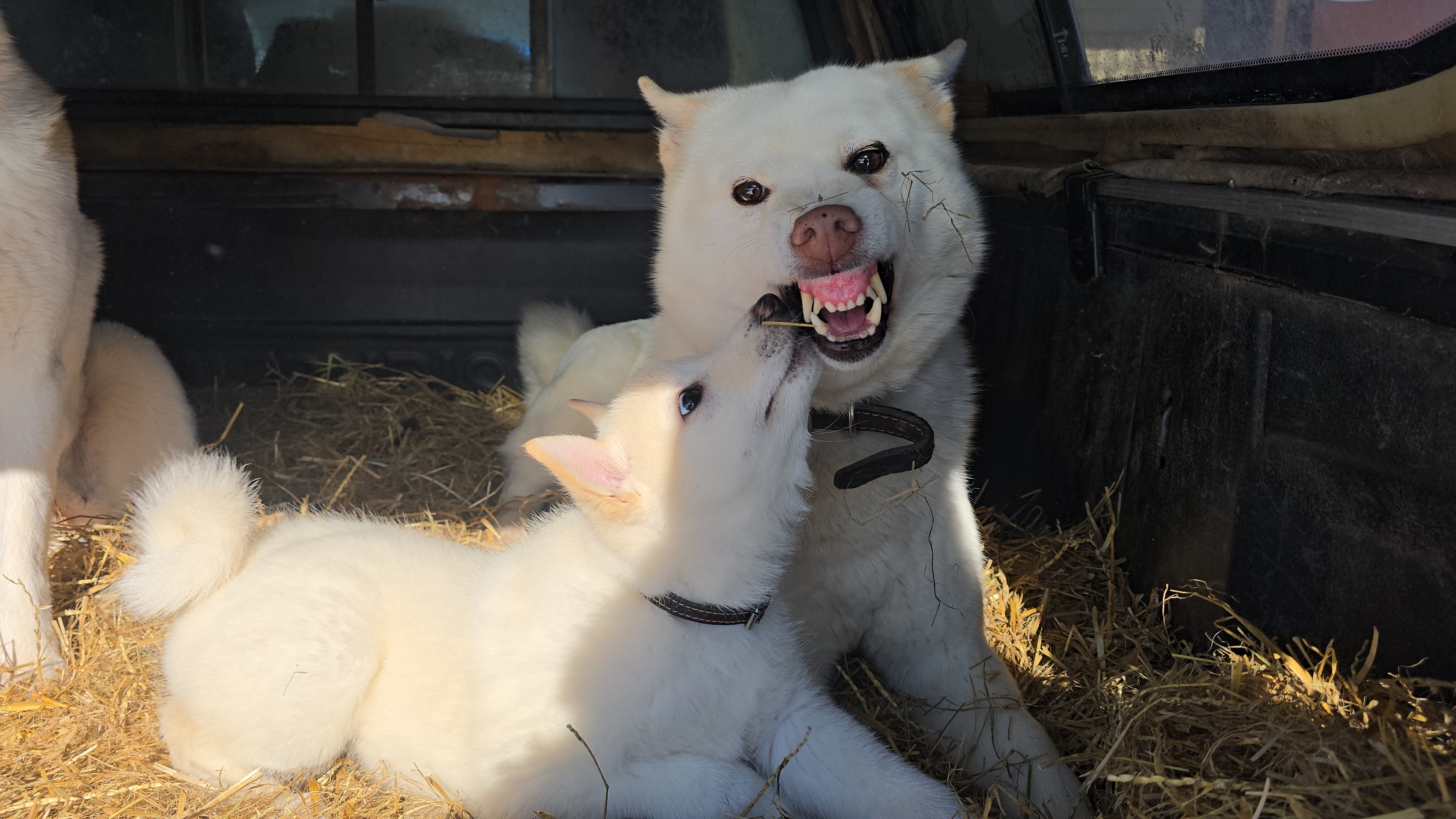 В кунге с лайками