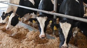 Домашний скот начали изымать в Новосибирской области из-за вспышки бешенства