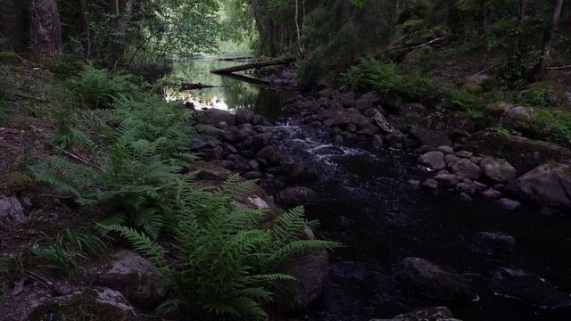 ЛЕСНОЙ ЭДЕМ.