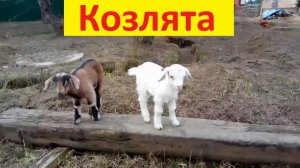 Смешные козлята на улице