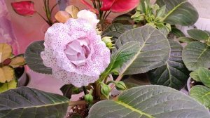 девочки вы посмотрите на эту красоту 🤗расцвела новая глоксиния 🤗🏵🌿