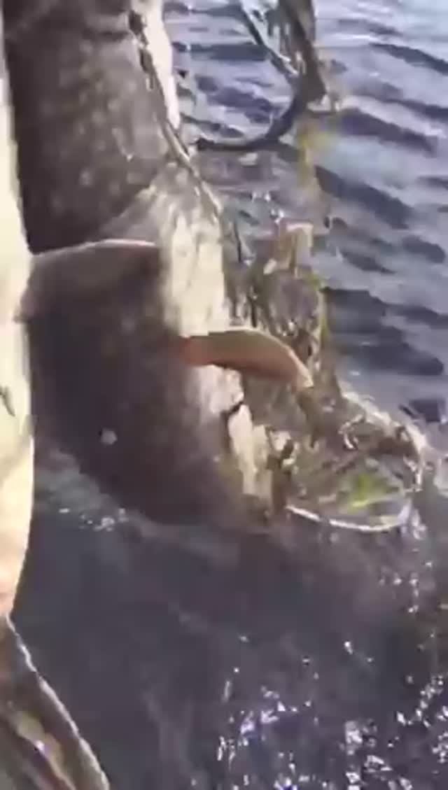 Дядя Вова вытянул трёх щук из трясины! Shorts