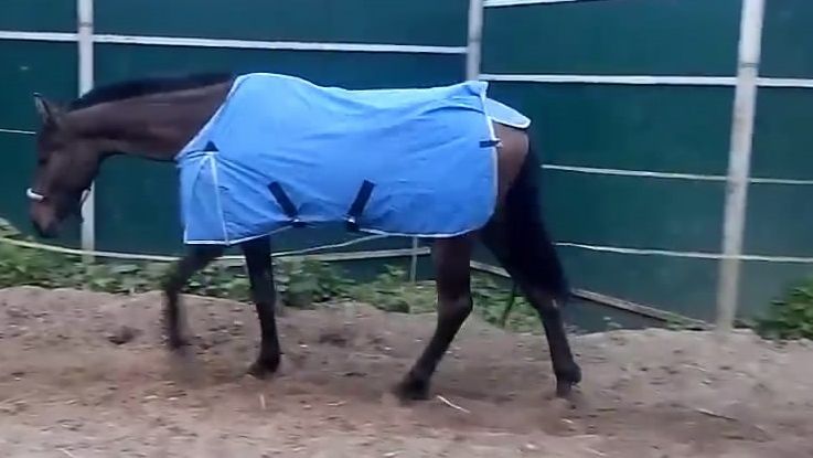 Дефиле одежды для лошадей