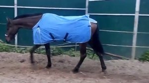 Дефиле одежды для лошадей