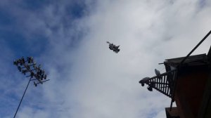 Николаевские голуби 08.03.26 г