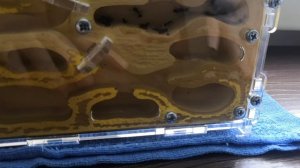 1 видео про муравьёв