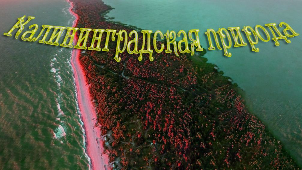 Калининградская природа