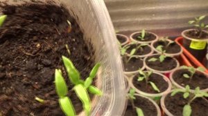 ПОСЕВЫ 2026-52. Сладкий перец взошел на восьмой день.