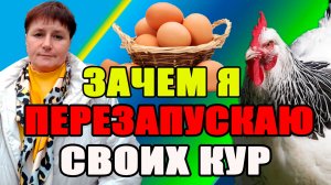 Зачем я ПЕРЕЗАПУСКАЮ своих кур. Яйценоскость после ЛИНЬКИ.