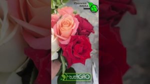 НЕ ВЫБРАСЫВАЙТЕ СТАРЫЙ БУКЕТ! Укореняю розы и все остальное МИГОМ! Как укоренить розу из букета.