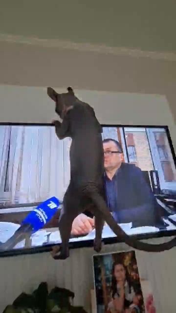 бешеная кошка 🤣🤣🤣