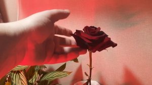 3 ВЫХОДНЫХ//ЕЗДИЛИ НА ДАЧУ//ПЕКУ ВАФЛИ//ЧТО ПОДАРИЛ МУЖ//ОТДЫХ  БАССЕЙН//ПОСЕЯЛА ПОМИДОРЫ.