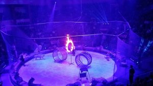 Тигры и львы. Выступление в цирке