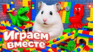 ХОМЯК ВЫБИРАЕТСЯ ИЗ СЕКРЕТНОЙ ХОМЯЧЕЙ ТЮРЬМЫ 🏁🐹 Помогаем выбраться из лабиринта №4