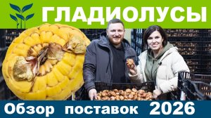 ГЛАДИОЛУСЫ Поставка 2026