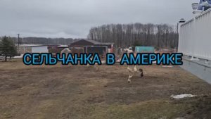 Сельчанка в Америке / НАША ЖИЗНЬ В АМЕРИКЕ