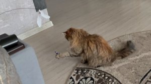 Кошка#животные#