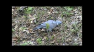 Вяхирь в черте города