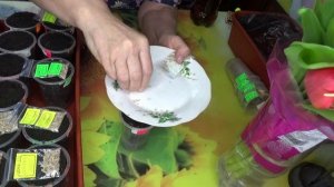 ПОСЕВЫ 2026-55. Посев томатов БУКЕТНЫМ способом в стакан.