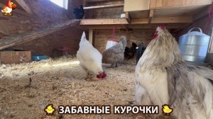 Забавные курочки несушки на сельском подворье 🤗😂😜 (121)