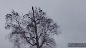 Проект_11-23_Full_HD_1080p_MEDIUM_FR30.mp4