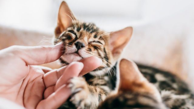 Где гладить кошку