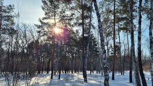 Лесной участок Ульяновск