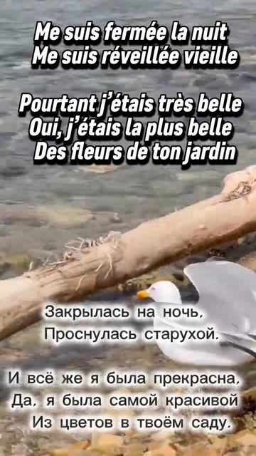 Моя подруга Роза ~ Французские песни