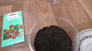 Первые всходы дюшенеи на рассаду