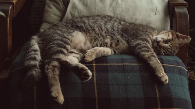 Как вычислить возраст кошки