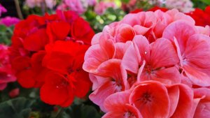 Как получить пышные шапки цветов на пеларгонии (герани)