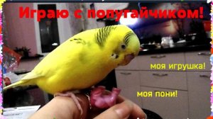 КАК Я ИГРАЮ С ПОПУГАЕМ?! ИГРЫ ПОПУГАЯ! Как можно играть с волнистым попугаем? СМЕШНОЙ РУЧНОЙ ПОПУГАЙ