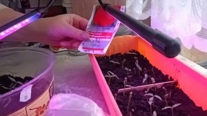 Как сейчас выглядит перец, который сеяла 23.02.26